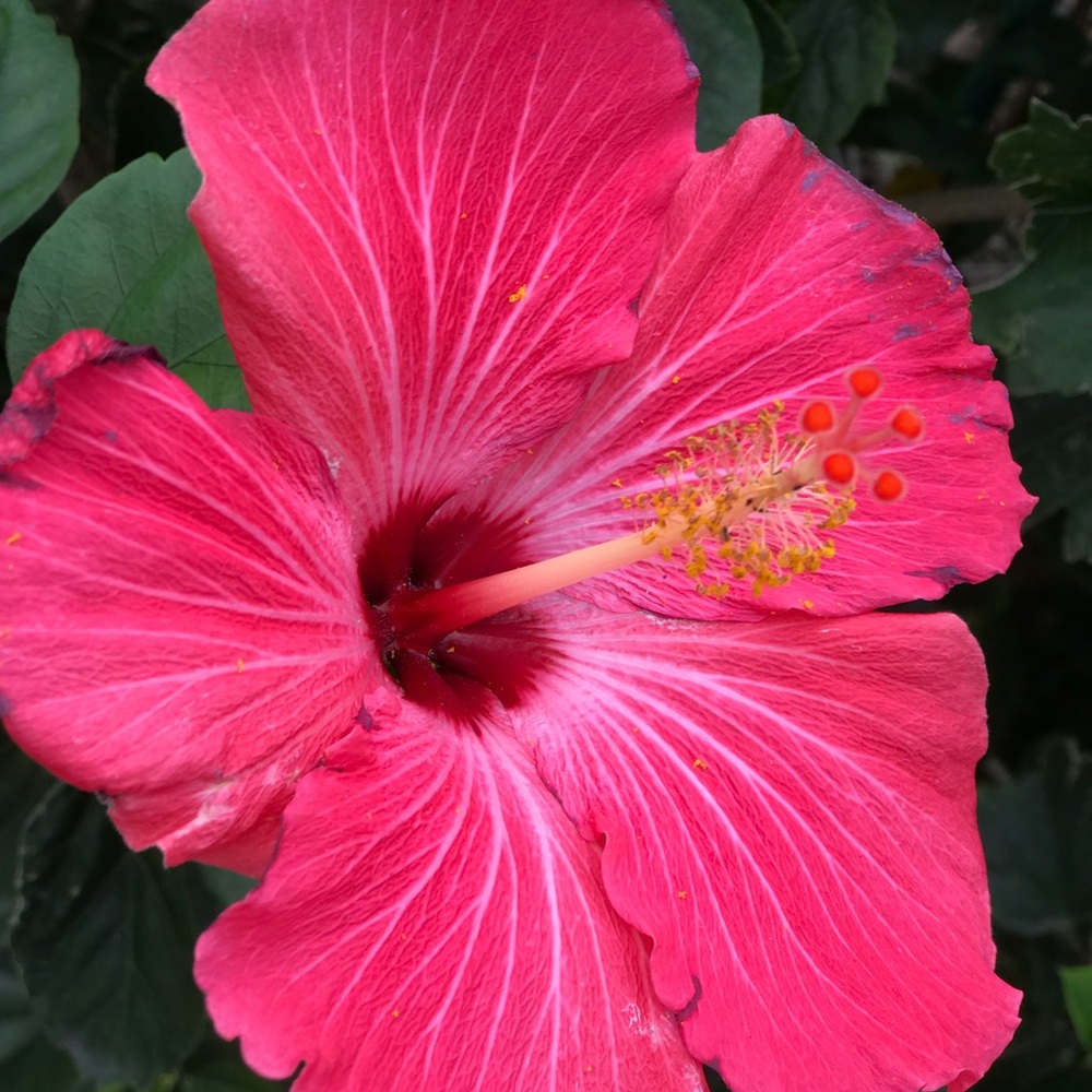 Meet your Posher, Kendall